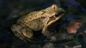 Fotograf: Korall
Bildbyrå: Wikimedia commons Åkergroda i vatten